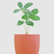 │ 霧陶系列 │ 幸運鐵樹 - 水耕 無土 懶人盆栽 室內植物 陶瓷