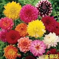 Double Petal Dahlia Planting Ball Root Dahlia Sweet Potato Flower Root Block Indoor Potted Plant Cou