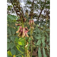 Indigofera zollingeriana sesuai utk kambing unggas arnab -  keratan batang 12 inci, benih, anak poko