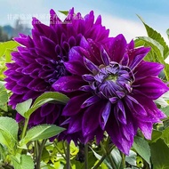 Ready Stock Fast Shipping Large Dahlia Bulb Perennial Blooms Same Year