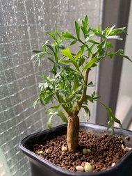 鹿角橄欖 #Commiphora cervifolia