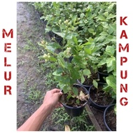 pokok bunga melur kampung murah thai / melur kampung harum wangi