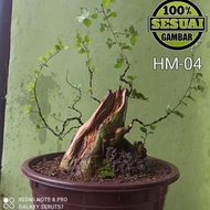 POHON HIAS ' BAHAN BONSAI SERUT HIDUP UKURAN MEDIUM (STREBLUS ASPER)