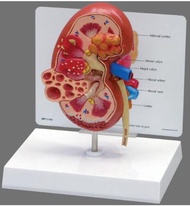 Stones Disease Urology Kidney Nephron Glomerulus Anatomical Renal Anatomy Model Medical Teaching