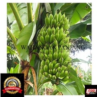 BIBIT PISANG ULI UNGGUL BONGGOL KWALITAS TERBAIK Bibit Bonggol Pisang Uli/tunas pisang Uli/pohon pis