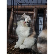 [ COD ] Anak kucing anggora/kitten Persia flatnose/kucing Persia