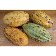 Cocoa Fruit Fresh From Farmer Raw Chocolate Cocoa Pod