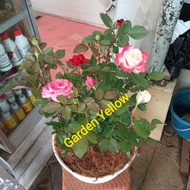 Tanaman Hias Paket 3 Mawar / Bunga Rose / Dan Pot Putih+ Serabut Ori