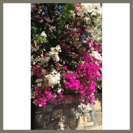 ❍ ◭ ℗ Rare Bougainvillea-Mary Palmer with variation of rooted and cuttings.