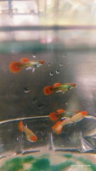 [Live] Ikan Guppy Red Albino Koi Breed Guppy 1 Pair by 27 AQUAWORLD