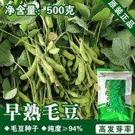 好姐姐丶毛豆種子 種籽菜用大豆種子 種籽黃豆種子 種籽蔬菜種子 種籽菜種菜籽種子 種籽公司四季fyc