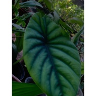 Alocasia Green Shield