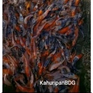 -bibit ikan koi blitar size 6-7cm paket 17 ekor