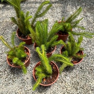 90s Greenovation Live Plant Huperzia Squarrosa 杉叶石松