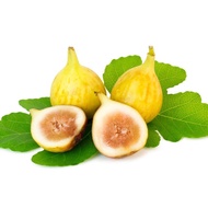 1 ต้น มะเดื่อฝรั่ง ต้นพร้อมให้ลูก ลำต้นสูง 30 ซม Figs Tree สายพันธุ์ Desert King