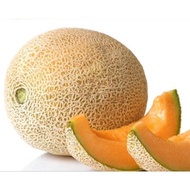 Glamour Rock Melon Seeds/Benih 20 pcs