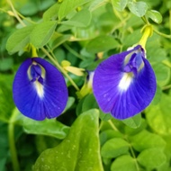 Anak Pokok Bunga Telang Biru / Kacang Telang Dalam Polybag