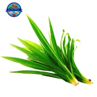 DAUN PANDAN / PANDAN LEAF / 班兰叶