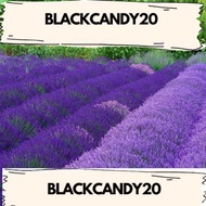 20pcs Lavender seeds Biji lavender薰衣草种子