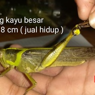 belalang kayu / besar hidup