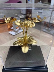 金玉滿堂蘭中皇后招財金箔蝴蝶蘭