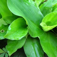 Pokok Cekur hijau @ cekur jawa