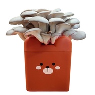 [HTK2024People]Pleurotus Cartoon Boxed Mushroom Growing Kit Mushroom Mushroom Kit Balcony Mushroom M