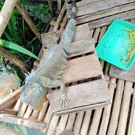 Iguana Super Jumbo Green Colombia Panjang 160cm JANTAN