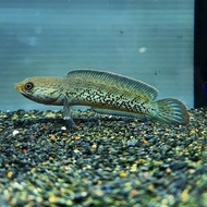 channa stewarti karbialong baby