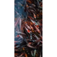 [ Bibit Ikan Koi Blitar Size 2-3 Paket 36Ekor+Bonus ]