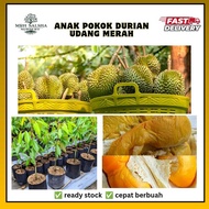 🔥💥 Pokok Durian UDANG MERAH D175 ang hae  pokok durian rendah