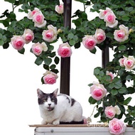 🌹🌺500 colorful climbing vine rose flower rose seeds500粒七彩爬藤蔷薇花玫瑰花种子🌹