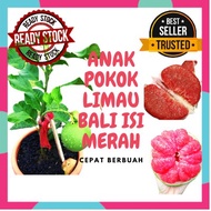 ANAK POKOK LIMAU BALI ISI MERAH YANG CEPAT BERBUAH