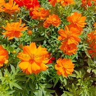 [Plantopia] Cosmos 波斯菊 | Pokok Bunga Hidup | Outdoor Flower Plant