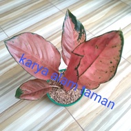 tanaman aglaonema red kochin /pohon aglaonema red kocin