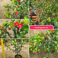 Anak Pokok Euphorbia Geroldii