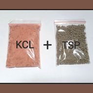 Pupuk KCL Plus TSP 200 gram Pupuk Pembuahan dan Bunga