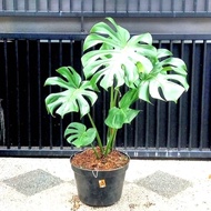 Monstera king tanaman hias Monstera king Giant Monstera besar
