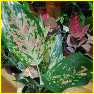 ♞,♘,♙Aglaonema Pink Dalmatian live plants...+ FREEBIES.