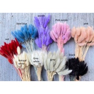 Bunga kering Lagurus Bunny Tail Dried Flower