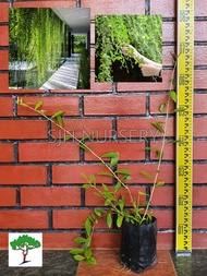 SJH - Anak pokok Lee Kuan Yew / Curtain creeper sapling / Vernonia Elliptica / 光耀藤 [Real Plant/Live 