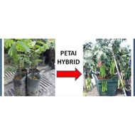 ANAK POKOK PETAI HYBRID