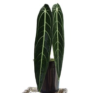 Anthurium Warocqueanum Dark Form(Queen)