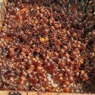 MADU KELULUT BORONG 1 KG