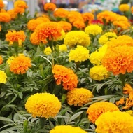 [Tomorrow Seeds]300pcs Dwarf Africa Marigold Mix Colour Flower Seeds /矮杆万寿菊花