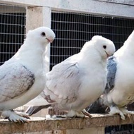 Burung Merpati Hias Santinet Sepasang