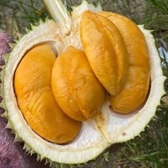 TIADA COD Pokok Durian Duri Hitam/Orche/Black Thorn D200 Saiz Besar