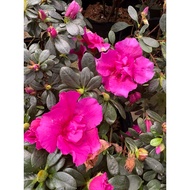 [Hot Selling] Pokok Bunga Azalea/AZALEA Rhododendron Live Plant #blaconygarden