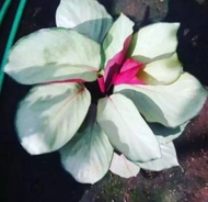 TANAMAN HIAS CALATHEA SILVER - TANAMAN HIAS HIDUP CALATHEA SILVER