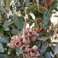 Wild Eucalyptus Seeds Large Leaf Eucalyptus Medium Material Eucalyptus Eucalyptus Also Known as Euca